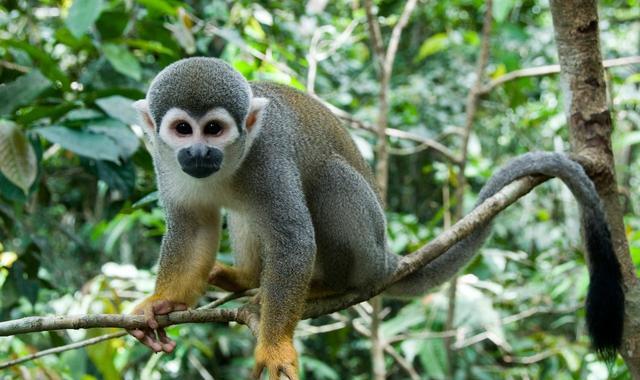 生肖猴生什么属相的孩子旺家旺自己? 真的准爆