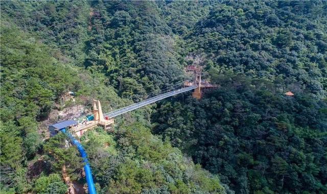 3月清远赏花季，牛鱼嘴玻璃桥，今年牛鱼嘴禾雀花开花啦!