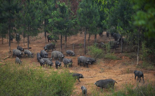 散养猪、合作养猪的一二三,农村养猪出路在哪
