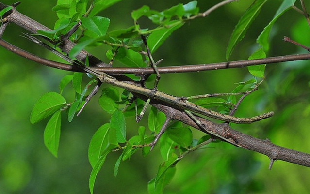 农村树的上干柴棒?一根就能杀死一头牛,农村