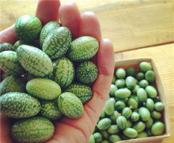 有种水果大小像泡泡糖,吃起来味道像黄瓜,但它却叫“拇指西瓜”