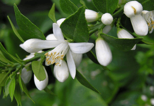 螨虫最怕这2种植物的组合, 每天用一下, 螨虫清