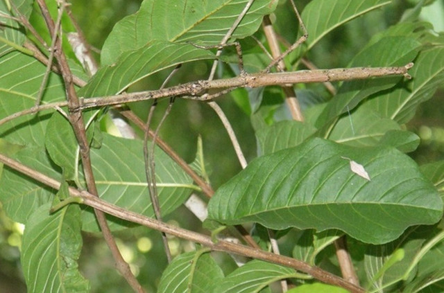 农村树的上干柴棒?一根就能杀死一头牛,农村