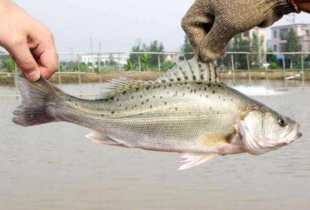 淡水鲈鱼与海水鲈鱼, 你觉得哪个更美味?