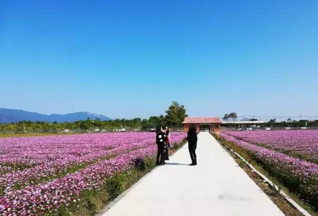 300亩粉色花海惊艳绽放!清远这个地方要火