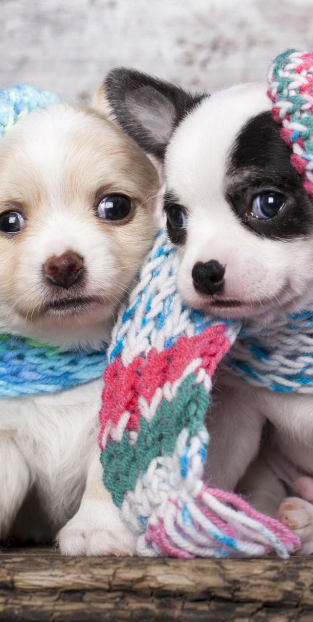 iphonex高清全面屏壁纸—猫狗萌宠篇,不快点收藏的话就没咯!