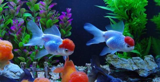 想要养宠物?那就养一条金鱼吧,了解养金鱼的技
