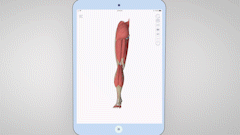 运动解剖APP-健身，运动解剖学与动作技巧详解