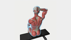 运动解剖APP-健身，运动解剖学与动作技巧详解