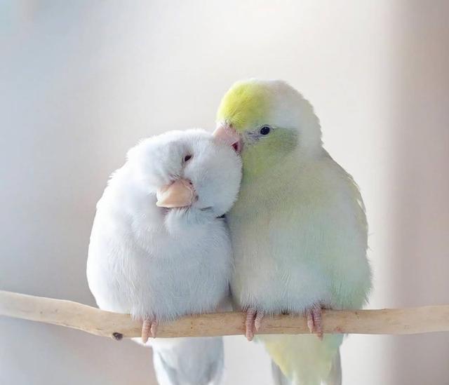 两只小鸟,相亲相爱很美好 网友:在天愿做比翼鸟