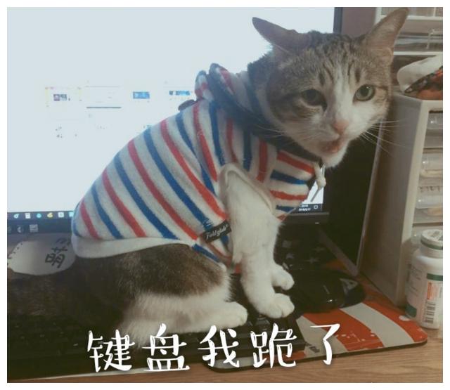 新鲜出炉的猫咪表情包，有6张可以直接拿去当情侣头像~