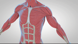 运动解剖APP-健身，运动解剖学与动作技巧详解