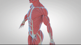 运动解剖APP-健身，运动解剖学与动作技巧详解