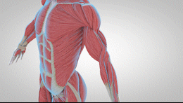 运动解剖APP-健身，运动解剖学与动作技巧详解