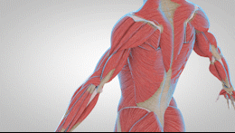 运动解剖APP-健身，运动解剖学与动作技巧详解