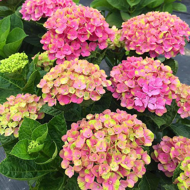 绣球花——的花草界里当自无愧"颜值王"!