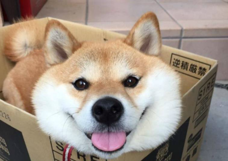 六张搞笑的狗狗囧图,二哈日常犯二,真的笑死我