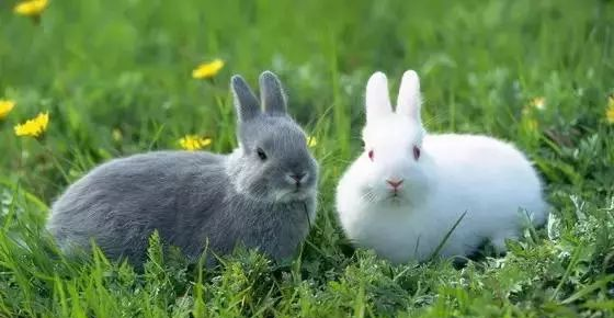 兔子和鹅比游泳?结果不是你想的那样