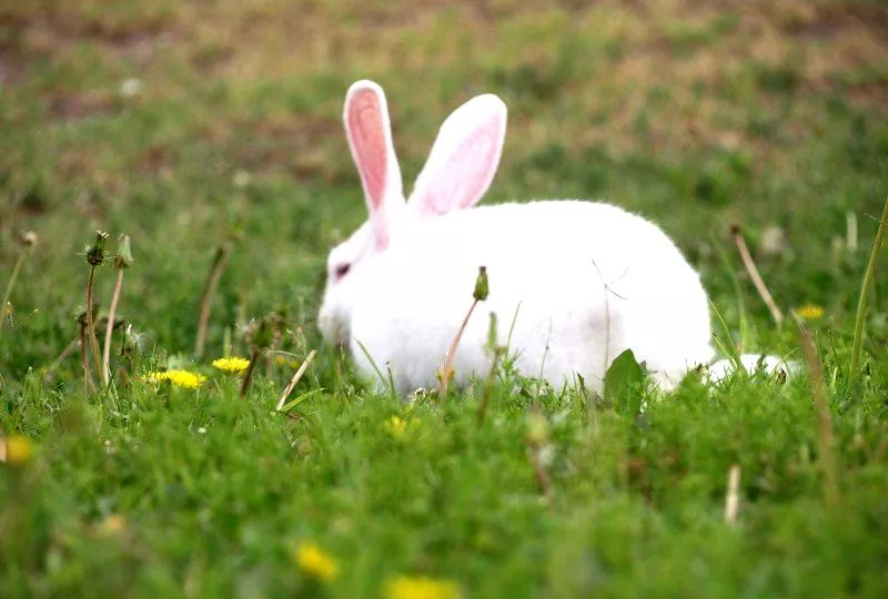 兔子和鹅比游泳?结果不是你想的那样