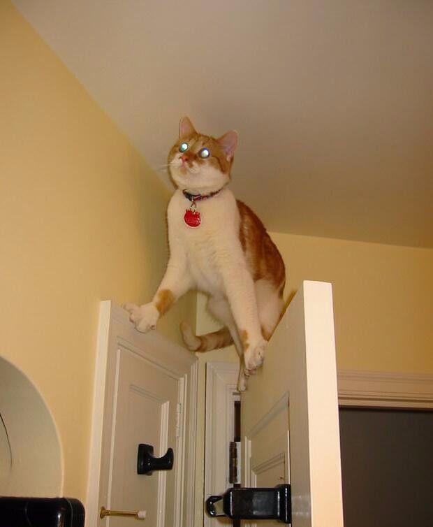 求求你快把我弄出来吧,超萌的搞笑宠物图片合集!笑哭了