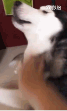 二哈无缘无故遭主人训斥,满眼震惊,委屈成表情包