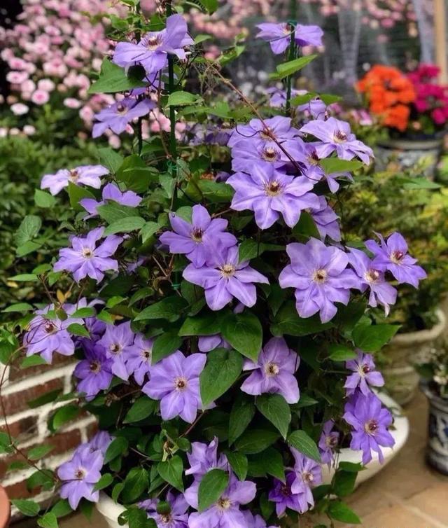 铁线莲:长得美是我的错吗?铁坑慎入……