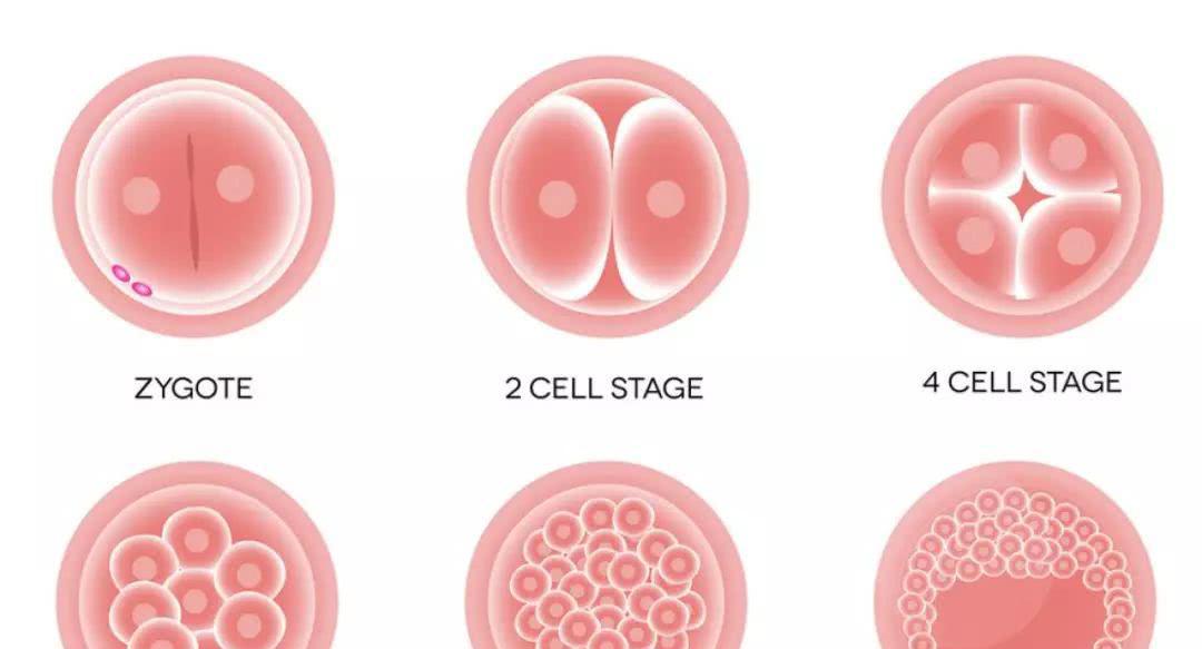美恩生命:为什么会建议你进行囊胚移植?