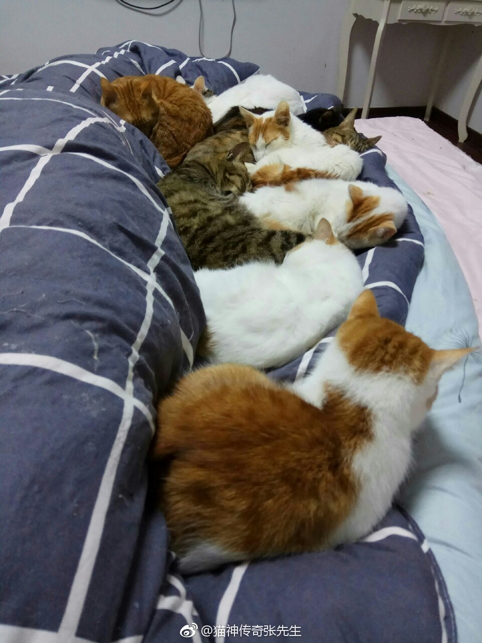 猫咪爱靠着人睡觉,那是它比较依赖你,把你当主