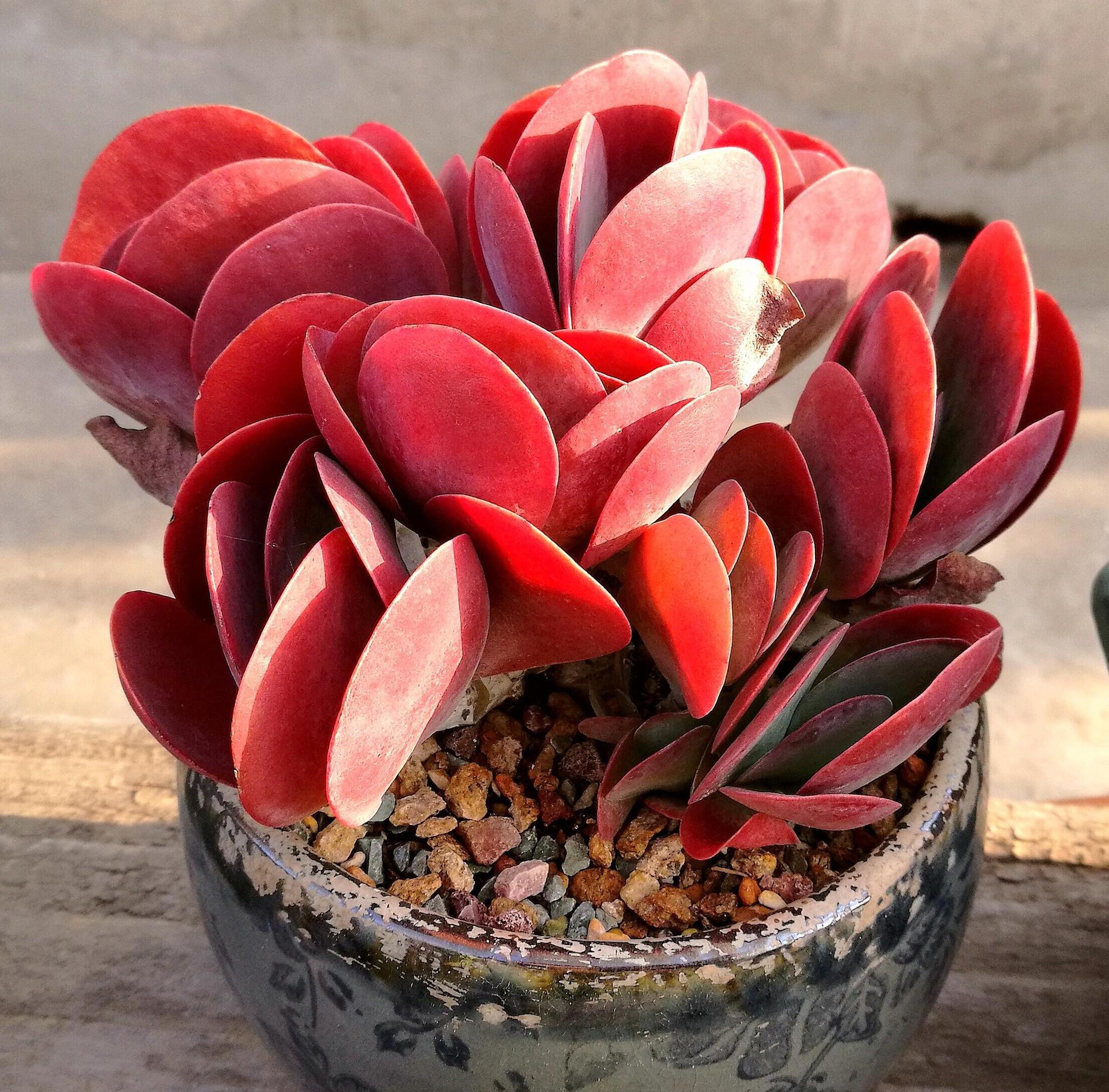 多肉唐印老养不好?教你养出红得似火,大如拳的唐印!