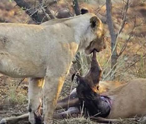 母狮猎羚羊一口咬下发现羚羊怀孕, 下一刻它的