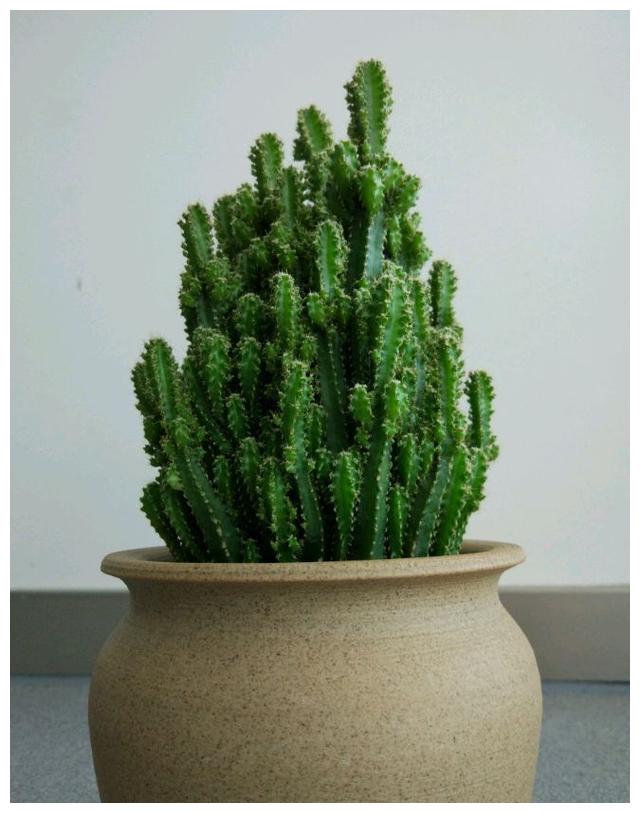 最漂亮的仙人掌,观赏价值高,栽培容易,是盆栽佳品,盆景良材