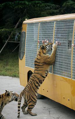 老虎急了也会杀人? 北京八达岭野生动物园的惨剧并非