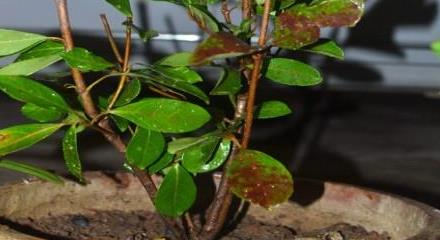 山竹盆栽种植方法