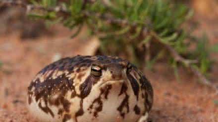 馒头蛙: 地球上最可爱的青蛙, 不会游泳, 孩子不