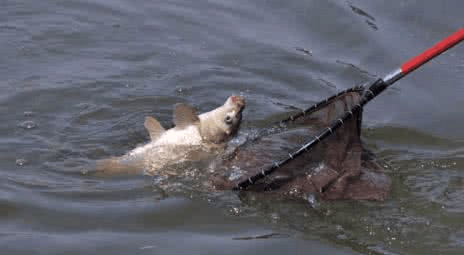 黑坑怎么不跑鱼? 减少脱钩的溜鱼的小技巧