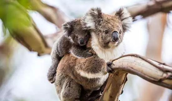再见,考拉!地位堪比熊猫,澳洲国宝濒临灭绝