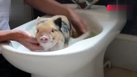 宠物小猪好乖安静的洗澡!