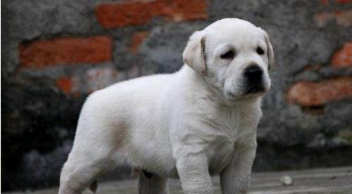 怎么让拉布拉多幼犬晚上安静睡觉?