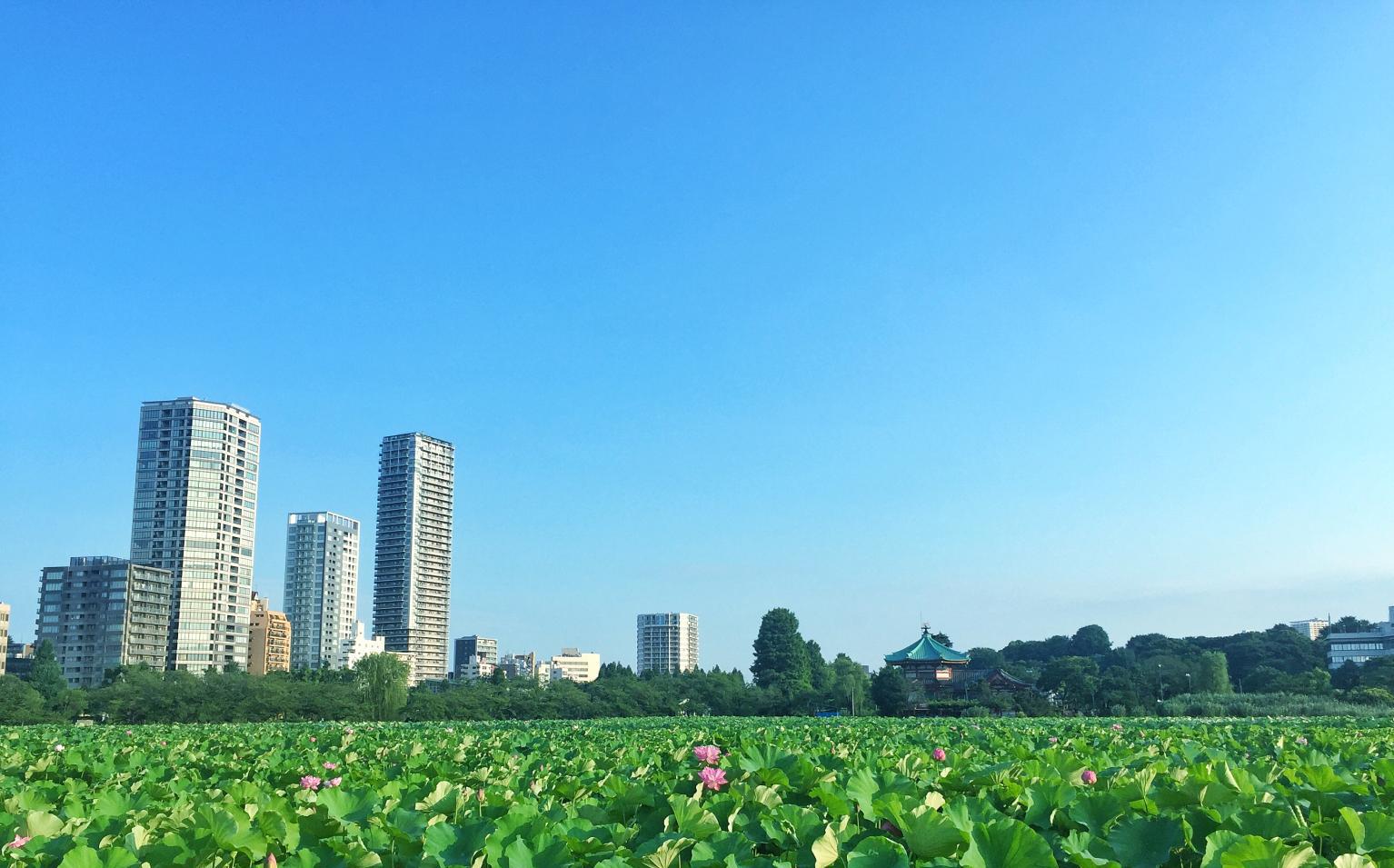 行走日本东京, 一个文明、干净和文艺的城市, 承