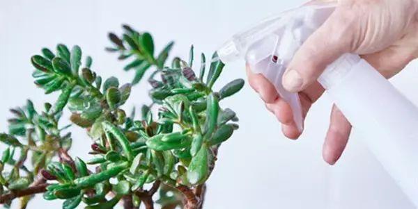 花盆里有小飞虫?在花盆里放点这个,轻松消灭,