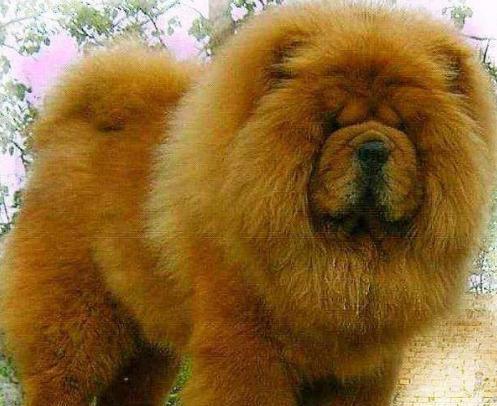 看家护院狗排行榜_一只大灰狼看家护院,尽职尽责,不输给任何看家狗!