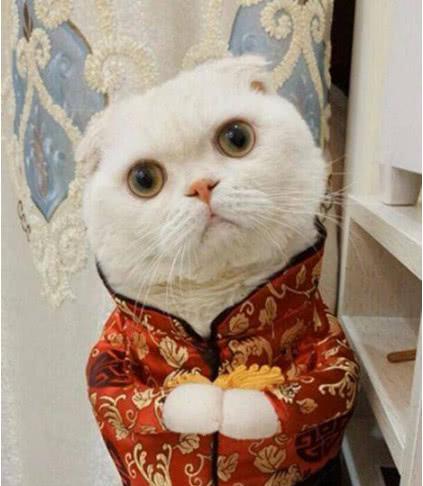 抖音网红一哥刘二豆因找瓜子走丢,网友:豆妈