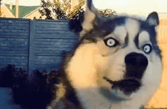 掐住猫脖子后面的肉,猫就不再反抗!原因让铲屎