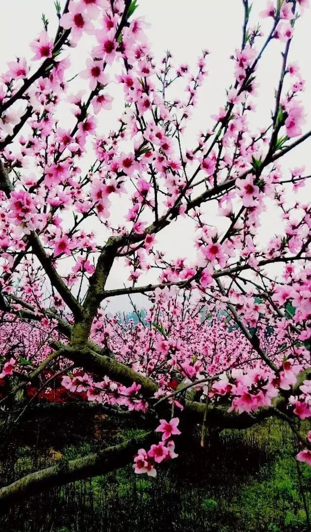 初春时节,万物生长, 草儿忙着抽新芽, 除了桃花, 桃园里各色叫不出名
