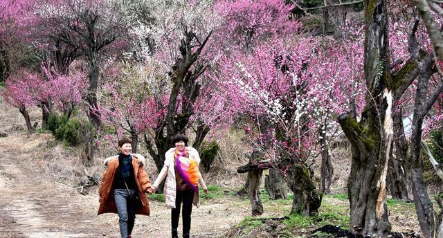 澳洲六名少年烧毁百年老校 李连杰改国籍被拒真相