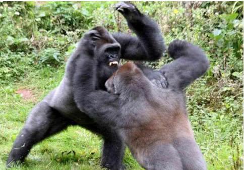 人类最厉害的搏击运动员,能不能徒手击败成年雄性银背大猩猩?