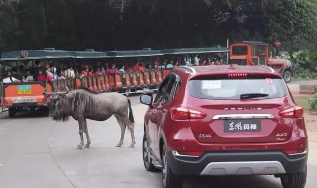 先镇定一下，我们要在野生动物园里开车了