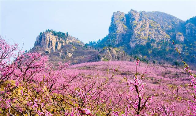 清明潍坊旅游最全攻略,安丘辉渠看桃花、昌邑