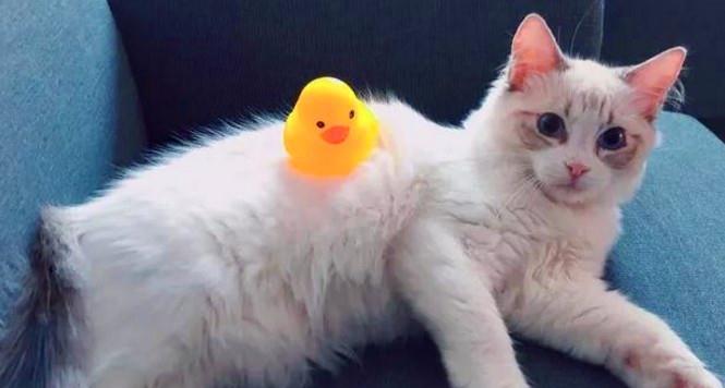 掐住猫脖子后面的肉,猫就不再反抗!原因让铲屎