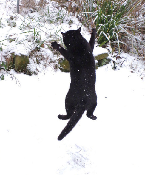 雪地里玩嗨的黑猫.